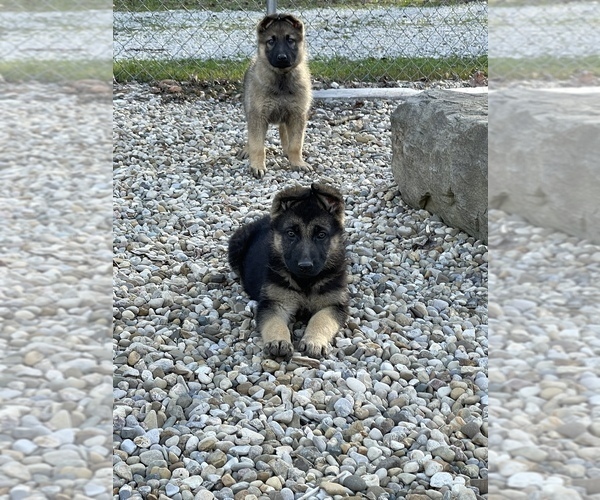Medium Photo #1 German Shepherd Dog Puppy For Sale in WEST LIBERTY, KY, USA