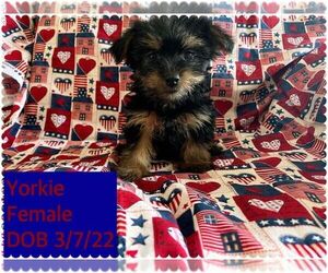 Yorkshire Terrier Puppy for Sale in AMSTERDAM, Missouri USA