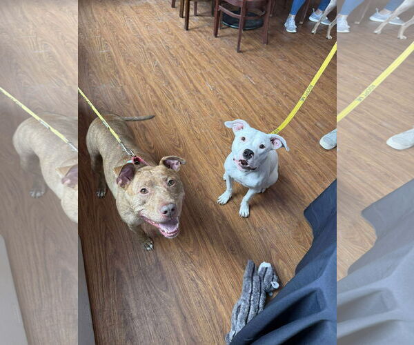 Medium Photo #5 American Pit Bull Terrier-Unknown Mix Puppy For Sale in Derwood, MD, USA