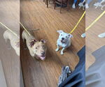 Small #4 American Pit Bull Terrier Mix
