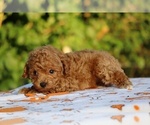 Small #16 Poodle (Toy)