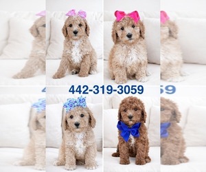 Goldendoodle Puppy for Sale in HESPERIA, California USA