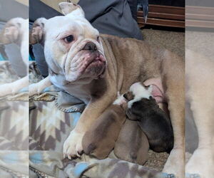 Mother of the English Bulldog puppies born on 12/27/2025