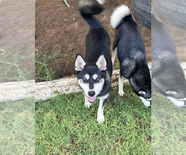 Medium Photo #11 Alaskan Klee Kai Puppy For Sale in GLENDALE, AZ, USA