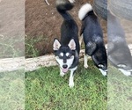 Small #10 Alaskan Klee Kai