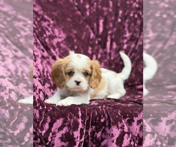 Medium Photo #2 Cavalier King Charles Spaniel Puppy For Sale in MIAMI, FL, USA