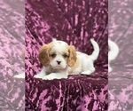 Small #1 Cavalier King Charles Spaniel