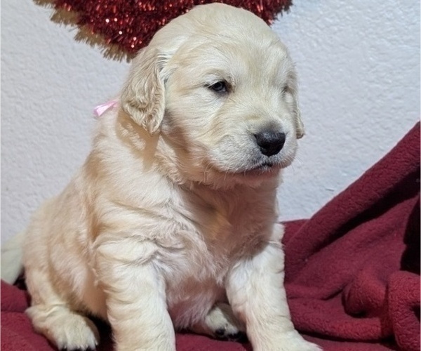 Medium Photo #4 Golden Retriever Puppy For Sale in MODESTO, CA, USA