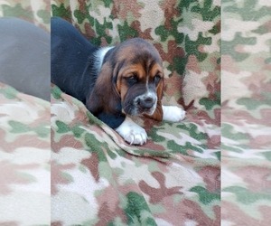 Basset Hound Puppy for sale in SALEM, WV, USA