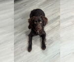 Small #3 Boykin Spaniel
