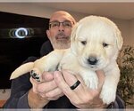 Small #3 Labrador Retriever