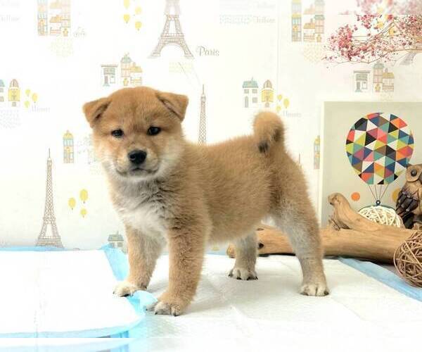 Medium Photo #3 Shiba Inu Puppy For Sale in SACRAMENTO, CA, USA