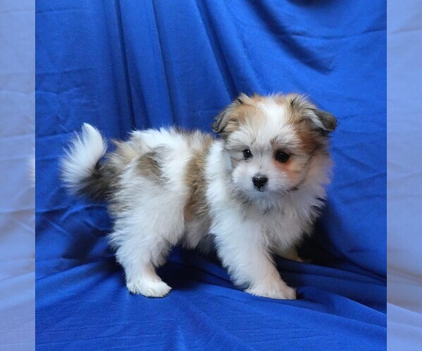 Medium Photo #2 Maltipom Puppy For Sale in ROCK VALLEY, IA, USA