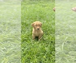 Small Photo #5 Golden Retriever Puppy For Sale in TAMPA, FL, USA