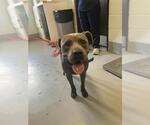 Small American Pit Bull Terrier