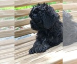 Small Photo #2 Maltese-Poodle (Toy) Mix Puppy For Sale in SPENCER, TN, USA