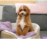 Small #9 Goldendoodle mix (+ Poodle Miniature)