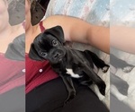 Small #6 Mutt