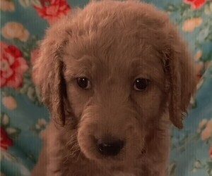 Goldendoodle Puppy for sale in FARMINGTON, NY, USA
