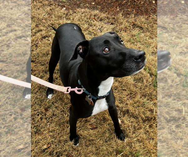 Medium Photo #4 Mutt Puppy For Sale in Decatur, GA, USA