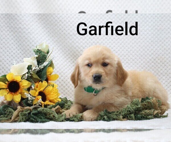 Medium Photo #5 Golden Retriever Puppy For Sale in LOYAL, WI, USA