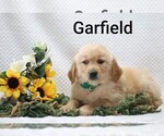 Litter of 4 - Male Golden RetrieverLitter of Puppies for Sale - Photo #5