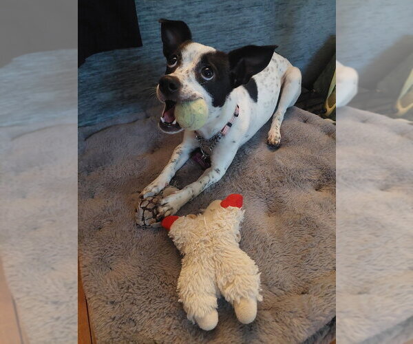 Medium Photo #1 Rat Terrier-Unknown Mix Puppy For Sale in Andover, MN, USA