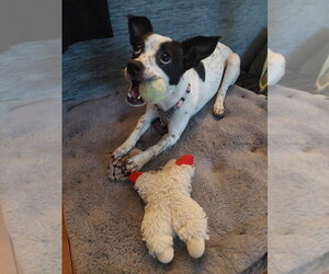 Rat Terrier-Unknown Mix Dogs for adoption in Andover, MN, USA