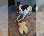 Small Rat Terrier Mix