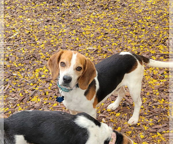 Medium Photo #2 Beagle Puppy For Sale in Las Vegas, NV, USA