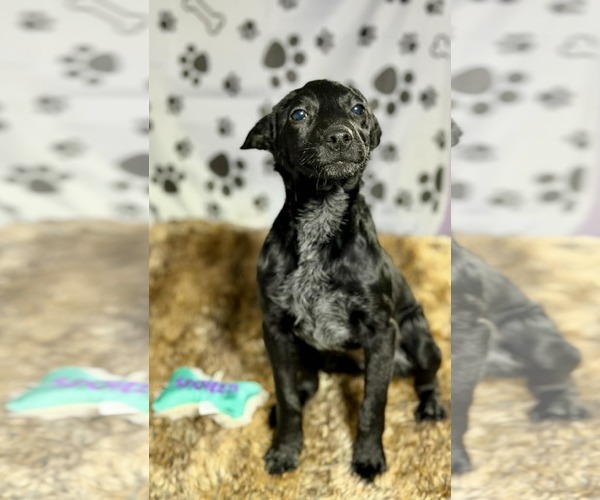 Medium Photo #3 Collie-Unknown Mix Puppy For Sale in SHERBURNE, NY, USA