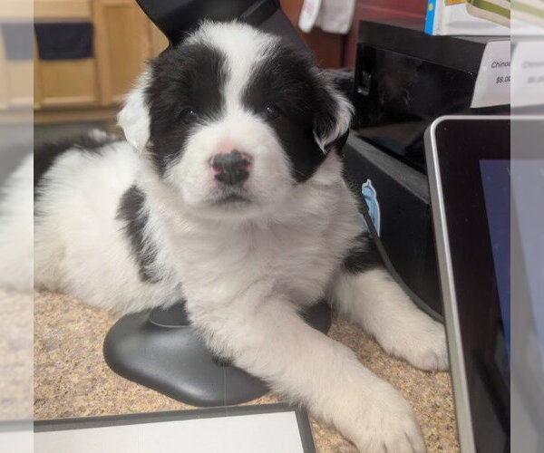 Medium Photo #2 Mutt Puppy For Sale in Chinook, MT, USA