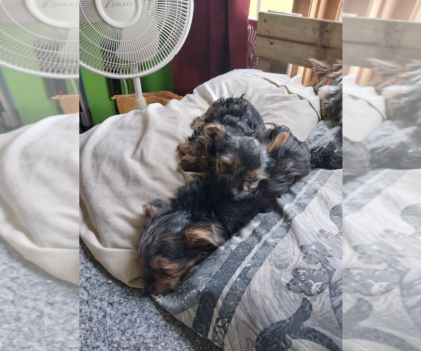 Medium Photo #4 Yorkshire Terrier Puppy For Sale in DEER PARK, WI, USA