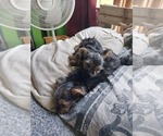 Small #3 Yorkshire Terrier