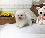 Small Photo #3 Pomeranian Puppy For Sale in SAN JOSE, CA, USA