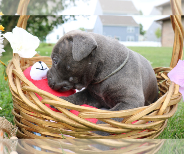 Medium Photo #4 Cane Corso Puppy For Sale in CAMBY, IN, USA
