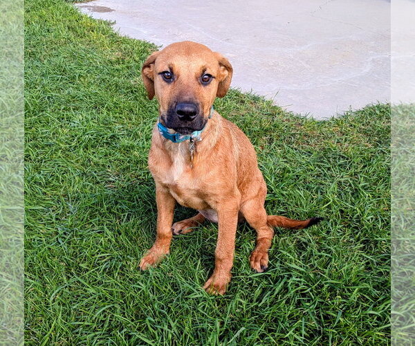 Medium Photo #4 Mutt Puppy For Sale in Sandy, UT, USA