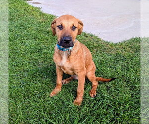 Artie Marie - Female Mutt Dog for Adoption - Photo #4