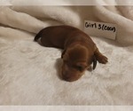 Puppy Female 3 Coco Dachshund