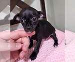 Puppy 6 Chihuahua