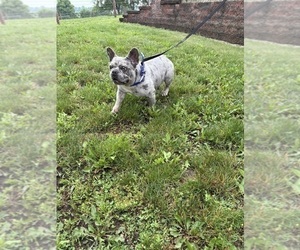 Father of the French Bulldog puppies born on 06/13/2026