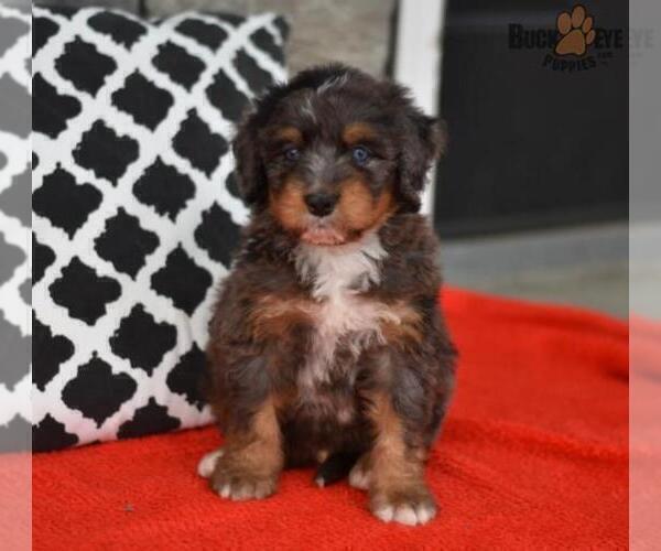 Medium Photo #15 Miniature Bernedoodle Puppy For Sale in MILLERSBURG, OH, USA
