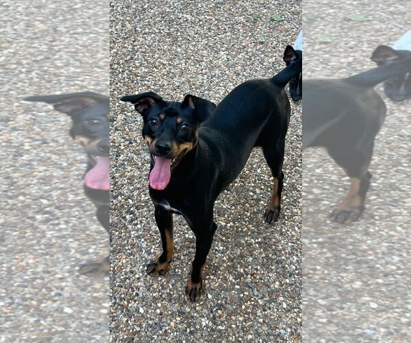 Medium Photo #2 Rat-Cha Puppy For Sale in Texarkana, TX, USA