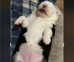 Small Photo #14 Miniature American Shepherd Puppy For Sale in PLACERVILLE, CA, USA