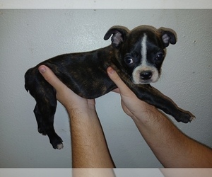 Boston Terrier Dogs for adoption in PHOENIX, AZ, USA