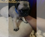 Puppy Pluto Pug