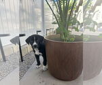 Small #3 Labrador Retriever