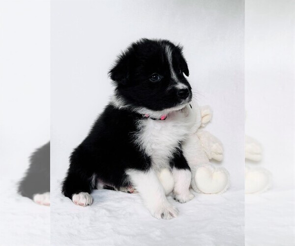 Medium Photo #6 Border Collie Puppy For Sale in STRAFFORD, MO, USA