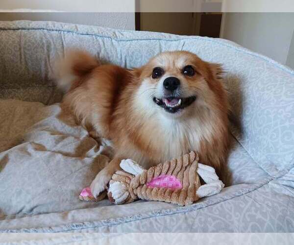 Medium Photo #1 Pomeranian-Unknown Mix Puppy For Sale in Lakewood, CO, USA