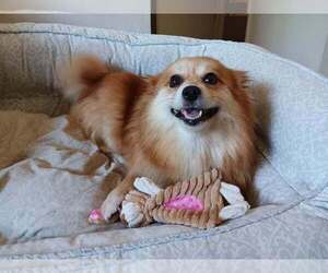 Pomeranian-Unknown Mix Dogs for adoption in Lakewood, CO, USA